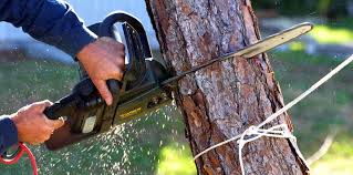 Best Tree Risk Assessment  in Brownville, NJ