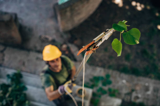 Best Root Management and Removal  in Brownville, NJ