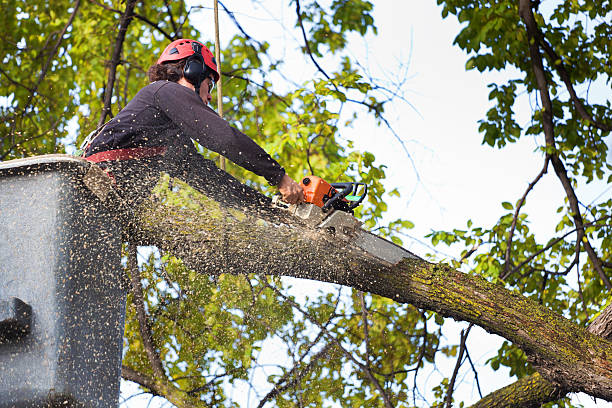 Best Leaf Removal  in Brownville, NJ